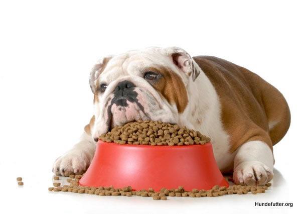 Hunde Ernährung aus  Bissingen
