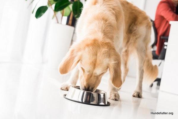 Hundefutter Shop aus  Siegburg, Troisdorf, Sankt Augustin, Lohmar, Bonn, Niederkassel, Königswinter und Hennef (Sieg), Rösrath, Neunkirchen-Seelscheid